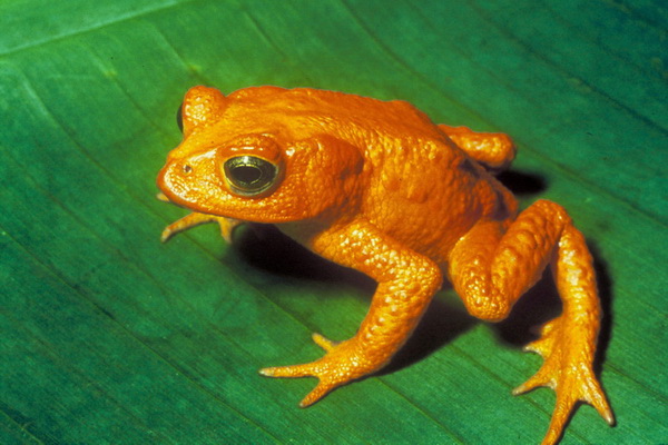 Golden Toad (Bufo periglenes).jpg