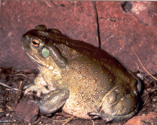 Colorado River Toad (Bufo alvarius).jpg