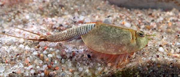 Triops longicaudatus-tadpole or shield shrimp.jpg