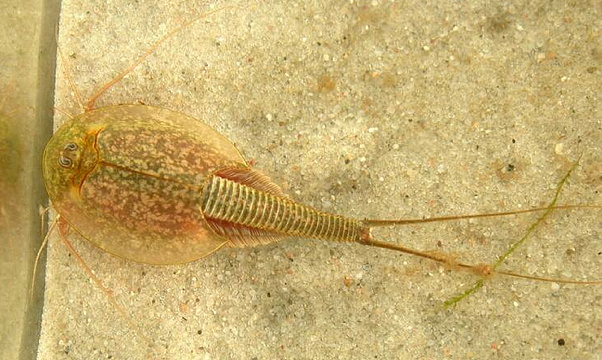 Triops longicaudatus 2-longtail tadpole shrimp.jpg