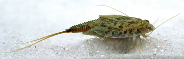 Triops cancriformis2-tadpole shrimp-European species.jpg