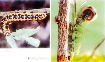 애벌레-맵시곱추나방, 나뭇결재주나방.jpg