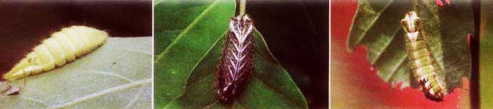 애벌레-귤빛부전나비, 큰녹색부전나비, 참나무부전나비.jpg