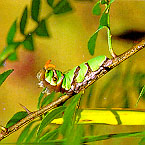 애벌레-긴꼬리제비나비.jpg