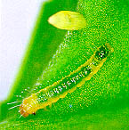 애벌레-대만흰나비.jpg