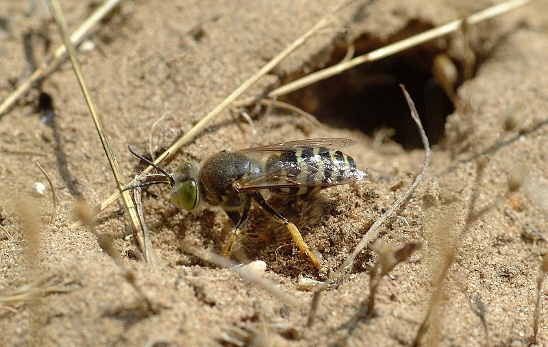 Bembix fg01-Sand Wasp (Bembix rostrata).jpg