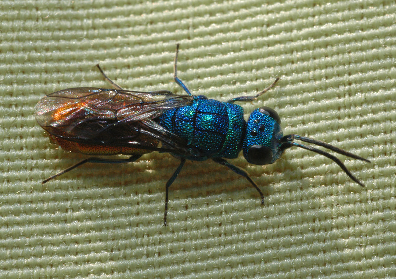 Chrysis ignita-Cuckoo Wasp.jpg