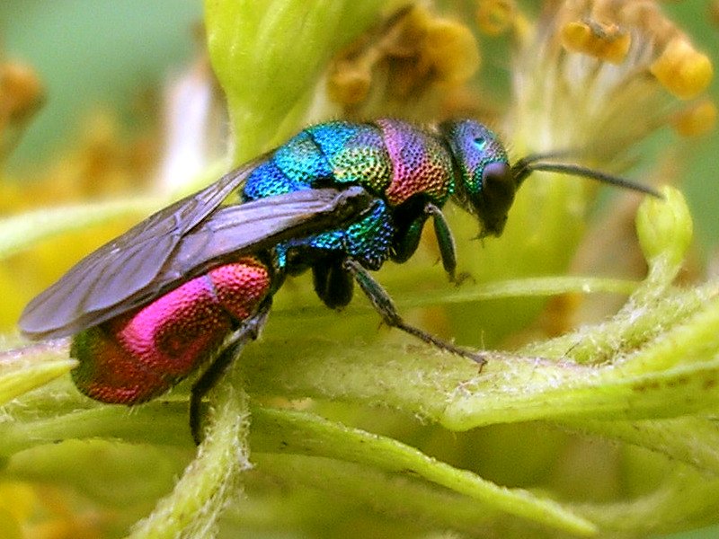 Goudwesp-Hedychrum rutilans-Cuckoo Wasp.jpg