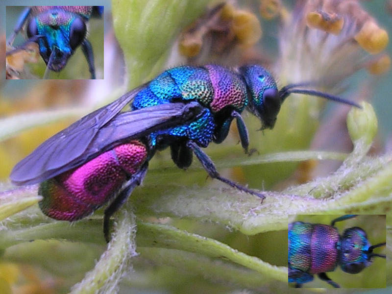Goudwesp collage-Cuckoo Wasp (Hedychrum rutilans).jpg