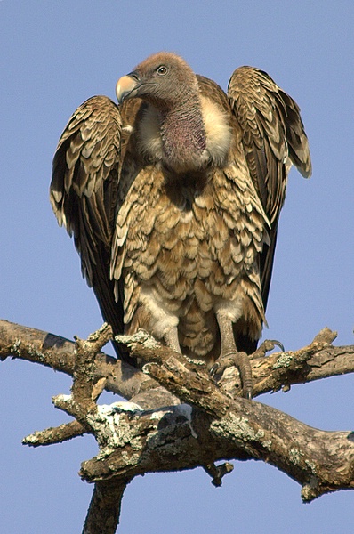 Ruppel\'s vulture-Ruppell\'s Vulture (Gyps rueppellii).jpg