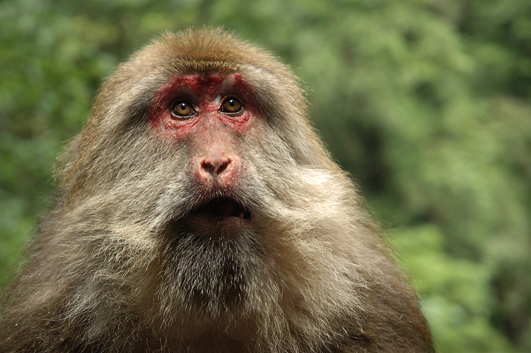 Tibetan Macaque (Macaca thibetana).jpg