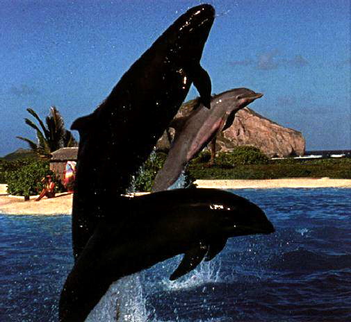 Wholphin.jpg