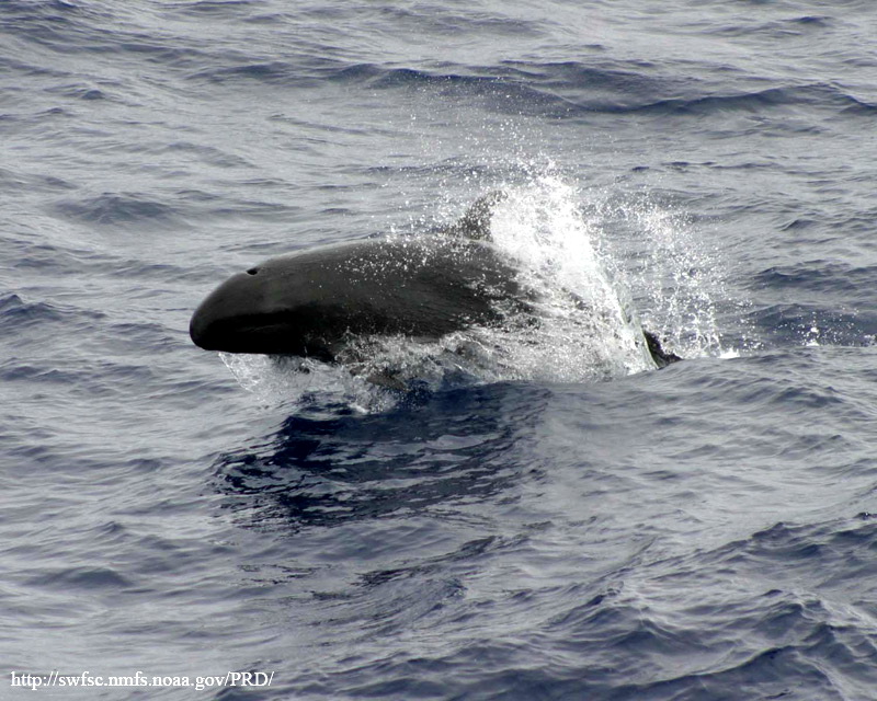 False killer whale 890002-Pseudorca crassidens.jpg