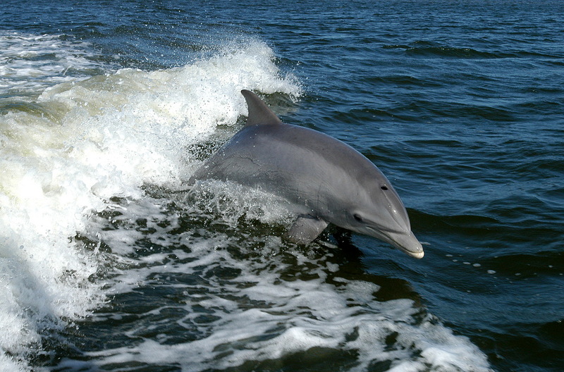 Bottlenose Dolphin KSC04pd0178-Bottlenose Dolphin (Tursiops truncatus).jpg