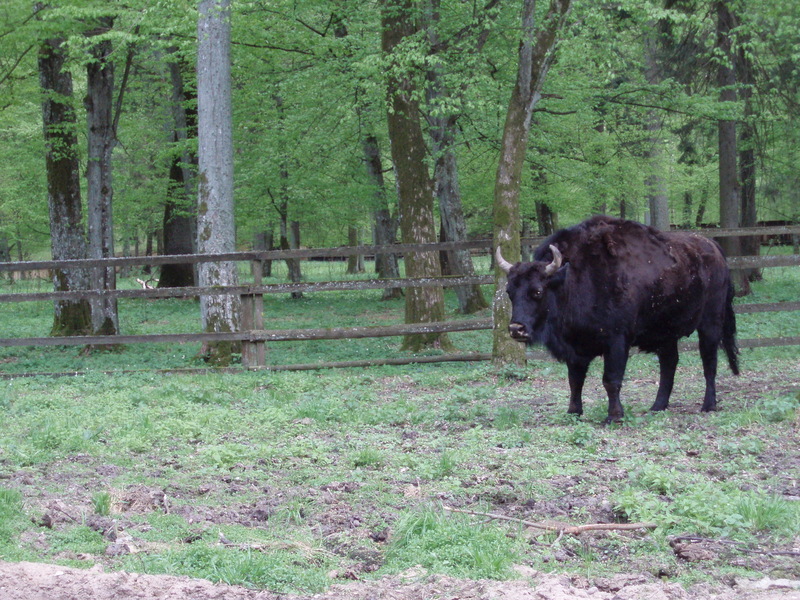 Zubron Cattle-Wisent Hybrid in reserve Bialowieza Poland.jpg