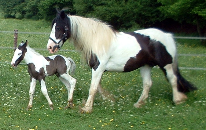 Tinker Stute mit Hengstfohlen-Gypsy Vanner horses.jpg