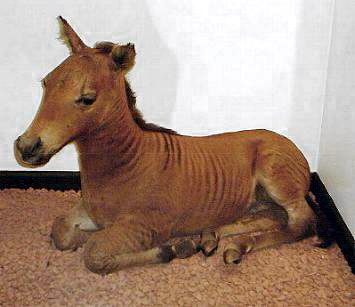Zebroid-foal-zorse.jpg