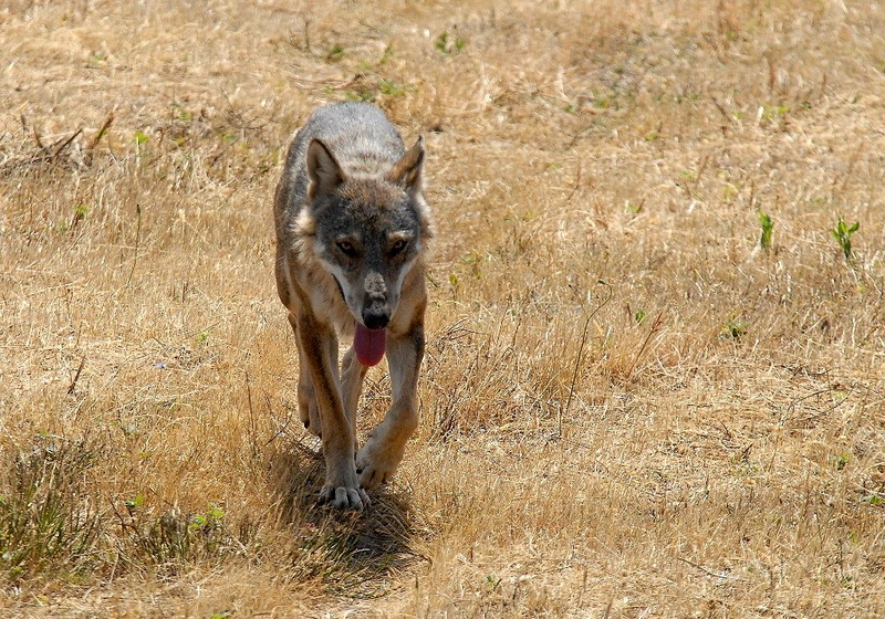 Lupo appenninico 3-Italian Wolf, Canis lupus italicus.jpg