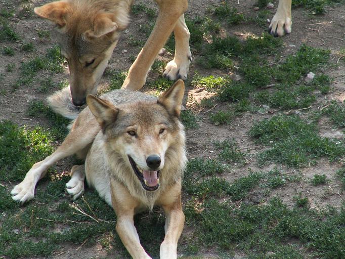 Canis lupus Parc des Loups 001-Italian Wolf (Canis lupus italicus).jpg