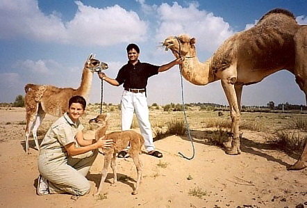 Dubai Rama family - Cama, Llama, Camel.jpg