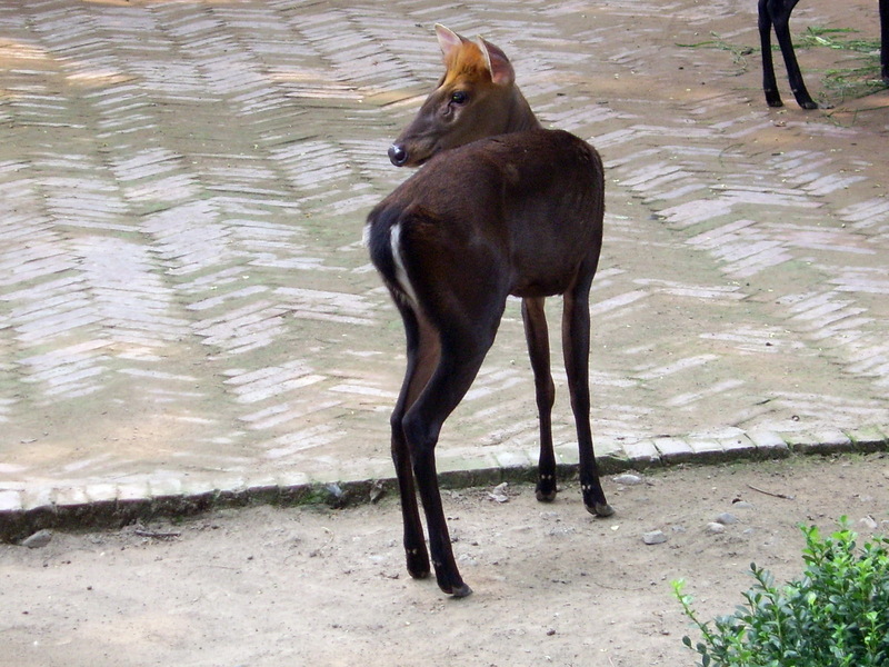Hairy-fronted Muntjac (Muntiacus crinifrons).jpg