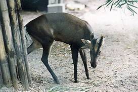 Fea\'s Muntjac (Muntiacus feae) Barking Deer.jpg