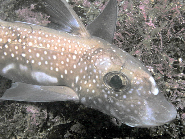 2535 aquaimages-Spotted Ratfish (Hydrolagus colliei).jpg