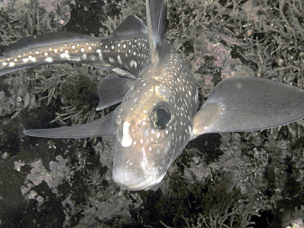 2534 aquaimages-Spotted Ratfish (Hydrolagus colliei).jpg