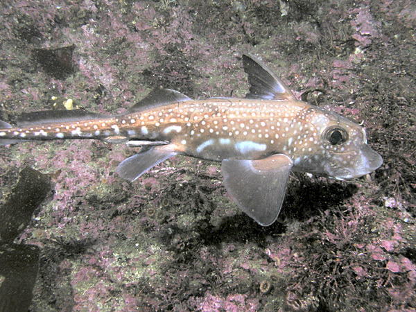 2537 aquaimages-Spotted Ratfish (Hydrolagus colliei).jpg