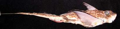 Striped Rabbitfish (Hydrolagus matallanasi).jpg