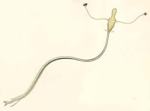 iatllavc-Black Dragonfish (Idiacanthus atlanticus) larval stage.jpg