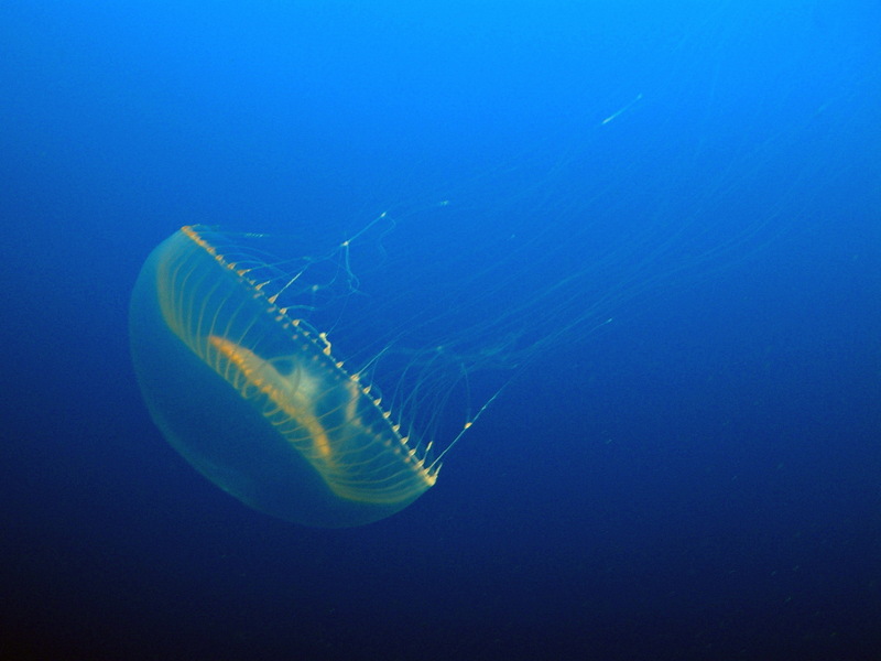 Crystal Jellyfish (Aequorea victoria).jpg