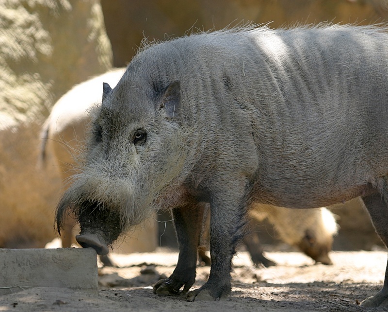 Bornean Bearded Pig-Sus barbatus barbatus.jpg