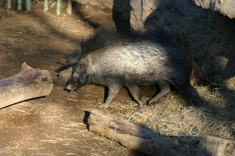 Visayan Warty Pig (Sus cebifrons).jpg