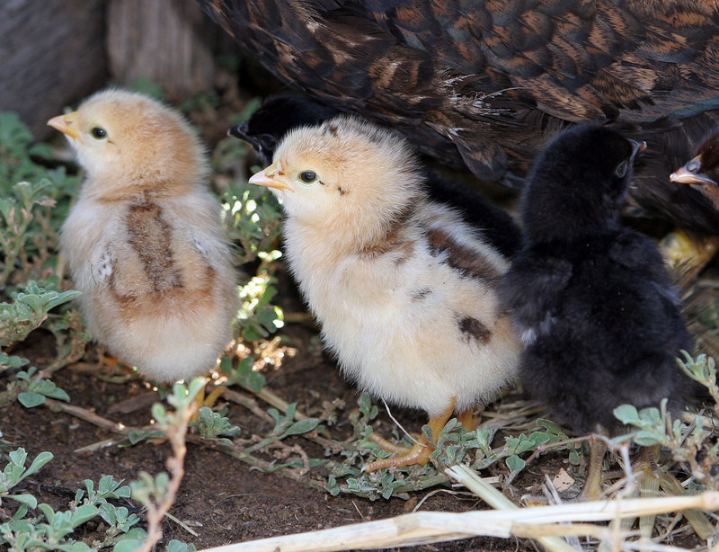 Chick06-baby chickens-Gallus gallus.jpg