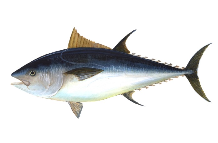 Bluefin-big-Northern Bluefin Tuna (Thunnus thynnus).jpg