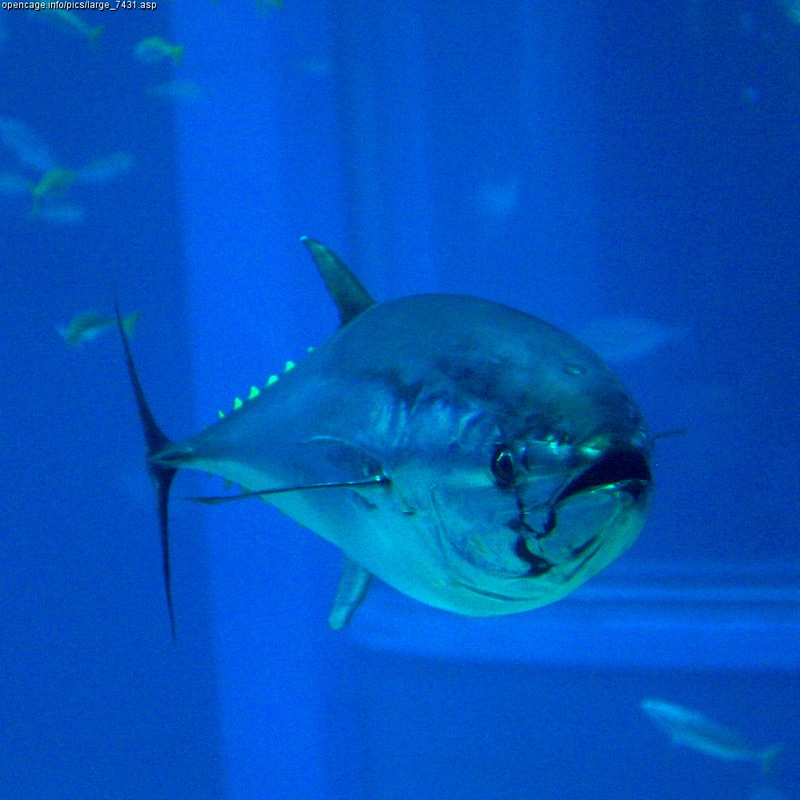 Northern Bluefin Tuna (Thunnus thynnus).jpg