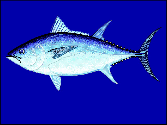 Thmac u0-Southern Bluefin Tuna (Thunnus maccoyii).jpg