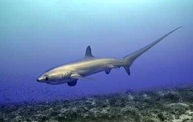 Pelagic thresher shark-Alopias pelagicus.jpg