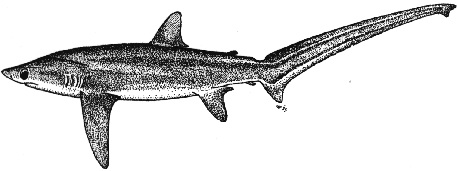 Bigeye Thresher Shark (Alopias superciliosus).jpg