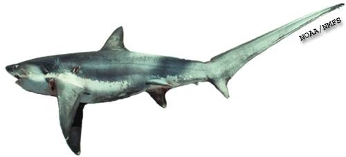 Long-tailed Thresher Shark (Alopias vulpinus).jpg