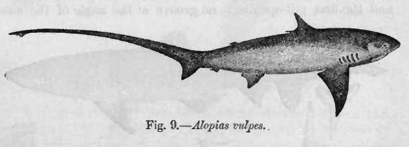 Alopias Vulpes Day-long-tailed thresher shark, Alopias vulpinus.jpg