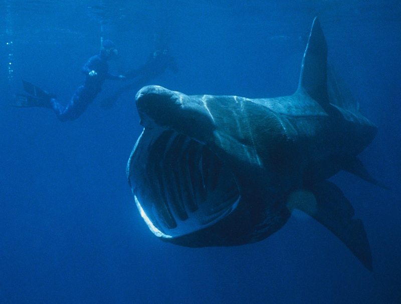 Basking Shark (Cetorhinus maximus).jpg