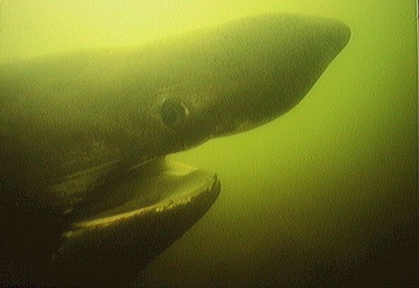 Basking shark head.jpg
