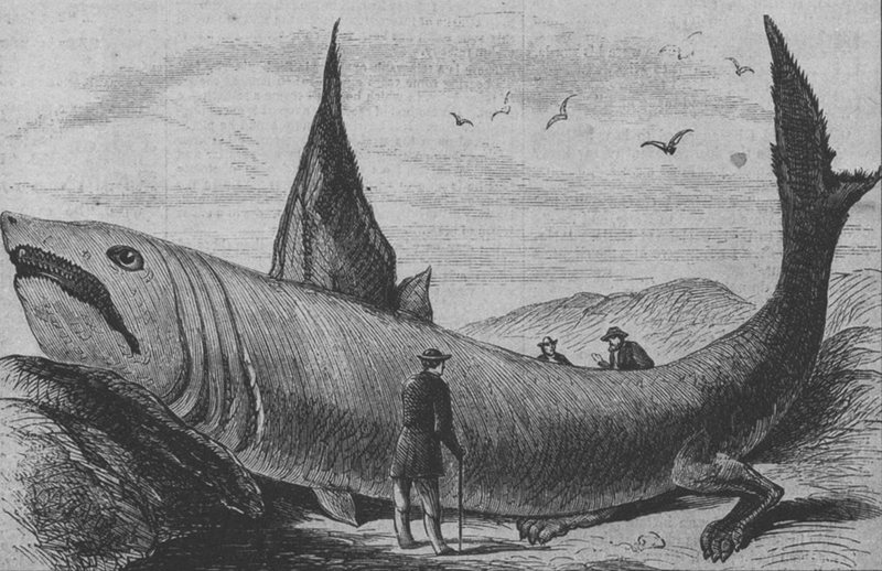 Basking shark Harper\'s Weekly October 24, 1868.jpg