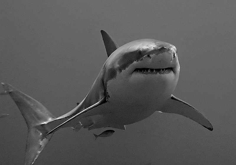 Whiteshark-TGoss1-Great White Shark (Carcharodon carcharias).jpg