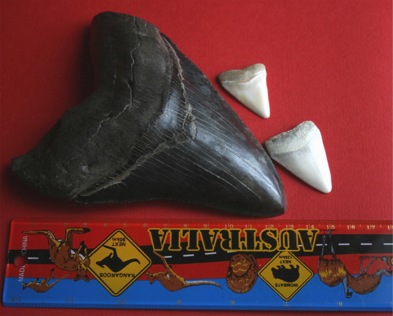 Megalodon tooth with great white sharks teeth.jpg