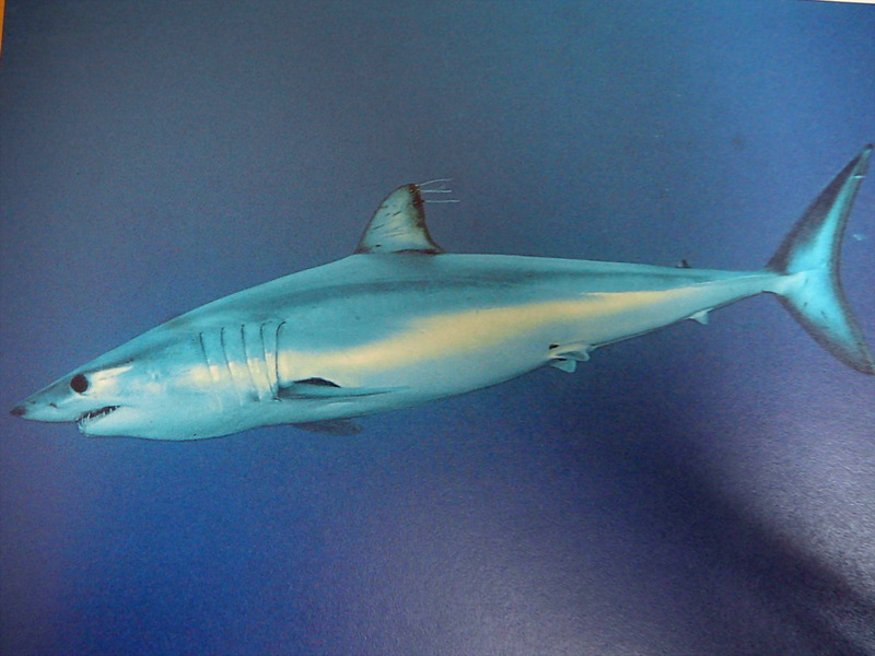 Mako shark overview-Shortfin Mako Shark (Isurus oxyrinchus).jpg