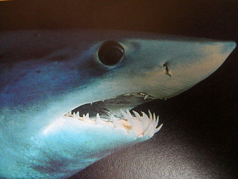 Close up of mako shark head 005-Shortfin Mako Shark (Isurus oxyrinchus).jpg