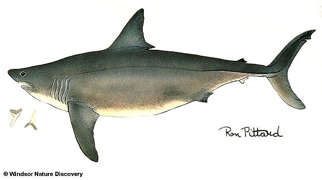 Ispau u0-longfin mako shark, Isurus paucus.jpg